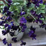 Sweet Pea 'Winter Sunshine Navy'