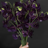 Sweet Pea 'Winter Sunshine Navy'