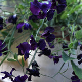 Sweet Pea 'Winter Sunshine Navy'