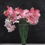 Sweet Pea 'Candy Floss'