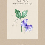 Sweet Pea 'Earl Grey'