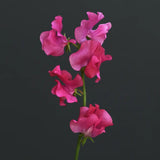 Sweet Pea 'Elegance Deep Rose'