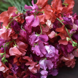 Sweet Pea 'Elegance Deep Rose'