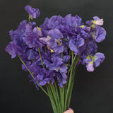 Sweet Pea 'Just Julia'