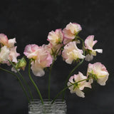 Sweet Pea 'Monarch's Diamond'