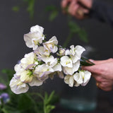 Sweet Pea 'Old Times'