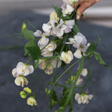 Sweet Pea 'Old Times'