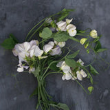Sweet Pea 'Old Times'