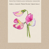 Sweet Pea 'Spanish Dancer'