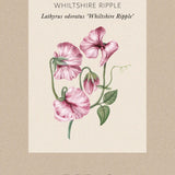 Sweet Pea 'Whiltshire Ripple'