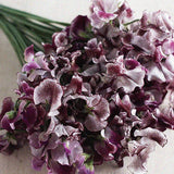Sweet Pea 'Whiltshire Ripple'
