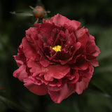 Peony 'Black Beauty' – Bare Root