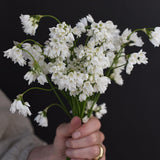 Allium zebdanense