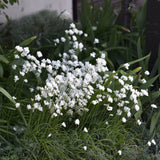 Allium zebdanense