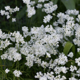 Allium zebdanense