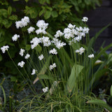 Allium zebdanense