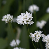 Allium zebdanense