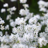 Allium zebdanense