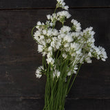 Allium zebdanense