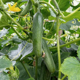 Snack Cucumber 'Passandra' F1