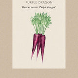 Carrot 'Purple Dragon'