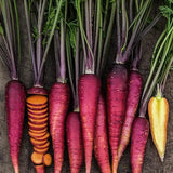 Carrot 'Purple Dragon'