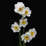 Daffodil 'Minnow'