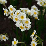 Daffodil 'Minnow'