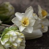 Daffodil 'Sweet Love'