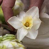 Daffodil 'Sweet Love'