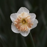 Daffodil 'Vanilla Peach'
