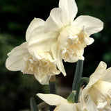Daffodil 'White Marvel'