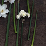 Daffodil 'Erlicheer'