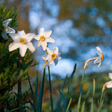 Daffodil 'Recurvus'