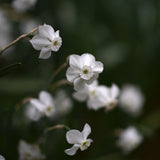 Daffodil 'Xit'