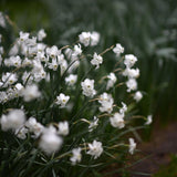 Daffodil 'Xit'