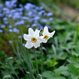 Daffodil 'Recurvus'