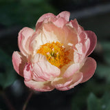 Peony 'Abalone Pearl' Bare-root