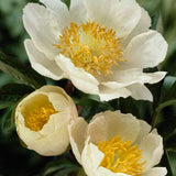 Pion barrot 'Claire de Lune'