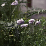 Poppy 'Amazing Grey'