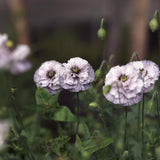 Poppy 'Amazing Grey'