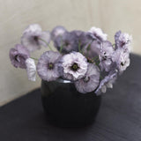 Poppy 'Amazing Grey'
