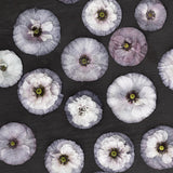 Poppy 'Amazing Grey'