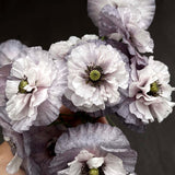 Poppy 'Amazing Grey'