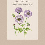 Poppy 'Amazing Grey'