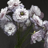 Poppy 'Amazing Grey'