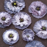 Poppy 'Amazing Grey'