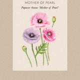 Poppy 'Mother Of Pearl'