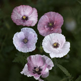 Poppy 'Mother Of Pearl'