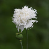 Poppy 'Swansdown'